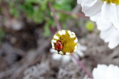 Close-up of butterfly pollinating on flower