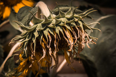 Close-up of wilted plant