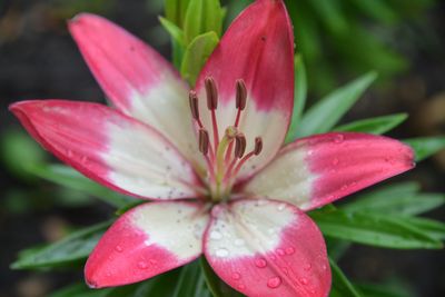 Close-up of raindrops on pink lily