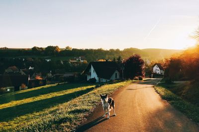 Dog on landscape against clear sky during sunset