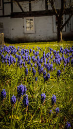 Close-up of purple crocus flowers on field