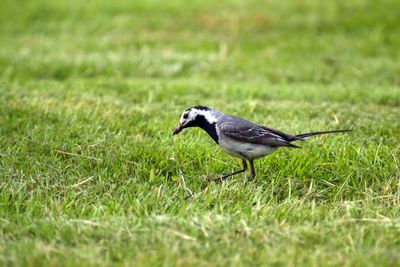 Close-up of bird perching on field