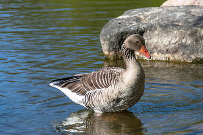 Close-up of duck swimming in lake