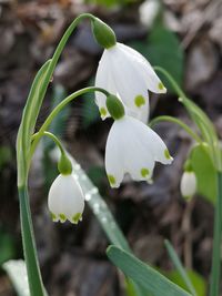 Close-up of white flowering plant