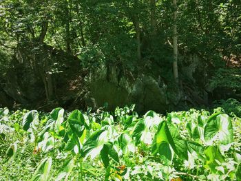 View of lush foliage