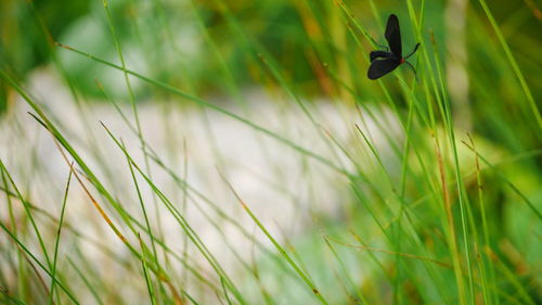 Close-up of insect on grass