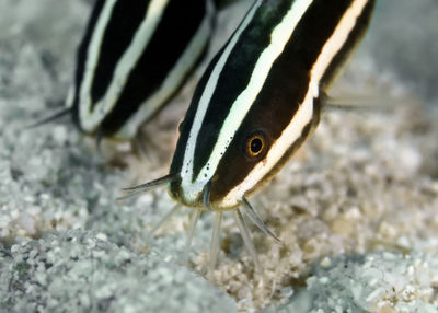 Close-up of fish swimming in sea