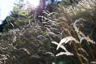 Close-up of plants on field
