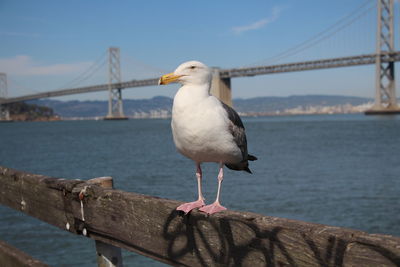 Seagull perching on railing by sea against sky