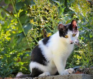 Portrait of cat sitting on retaining wall by plants