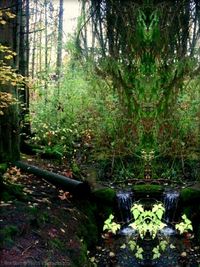 Trees growing in forest