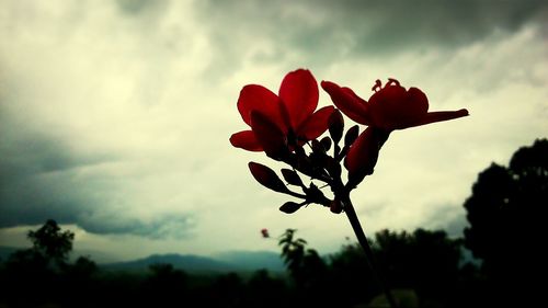 Close-up of flowers against clear sky