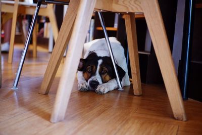 Dog relaxing on chair at home