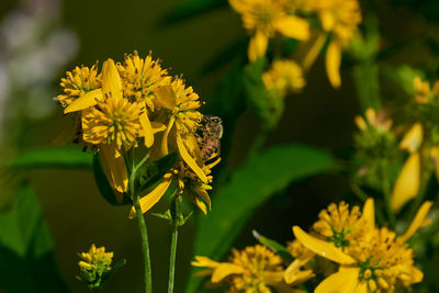 Close-up of insect on yellow flower