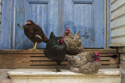 Close-up of rooster