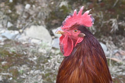 Close-up of rooster