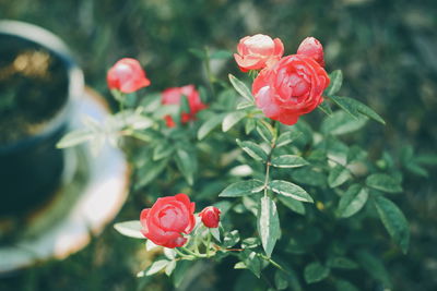 Close-up of red flower blooming outdoors