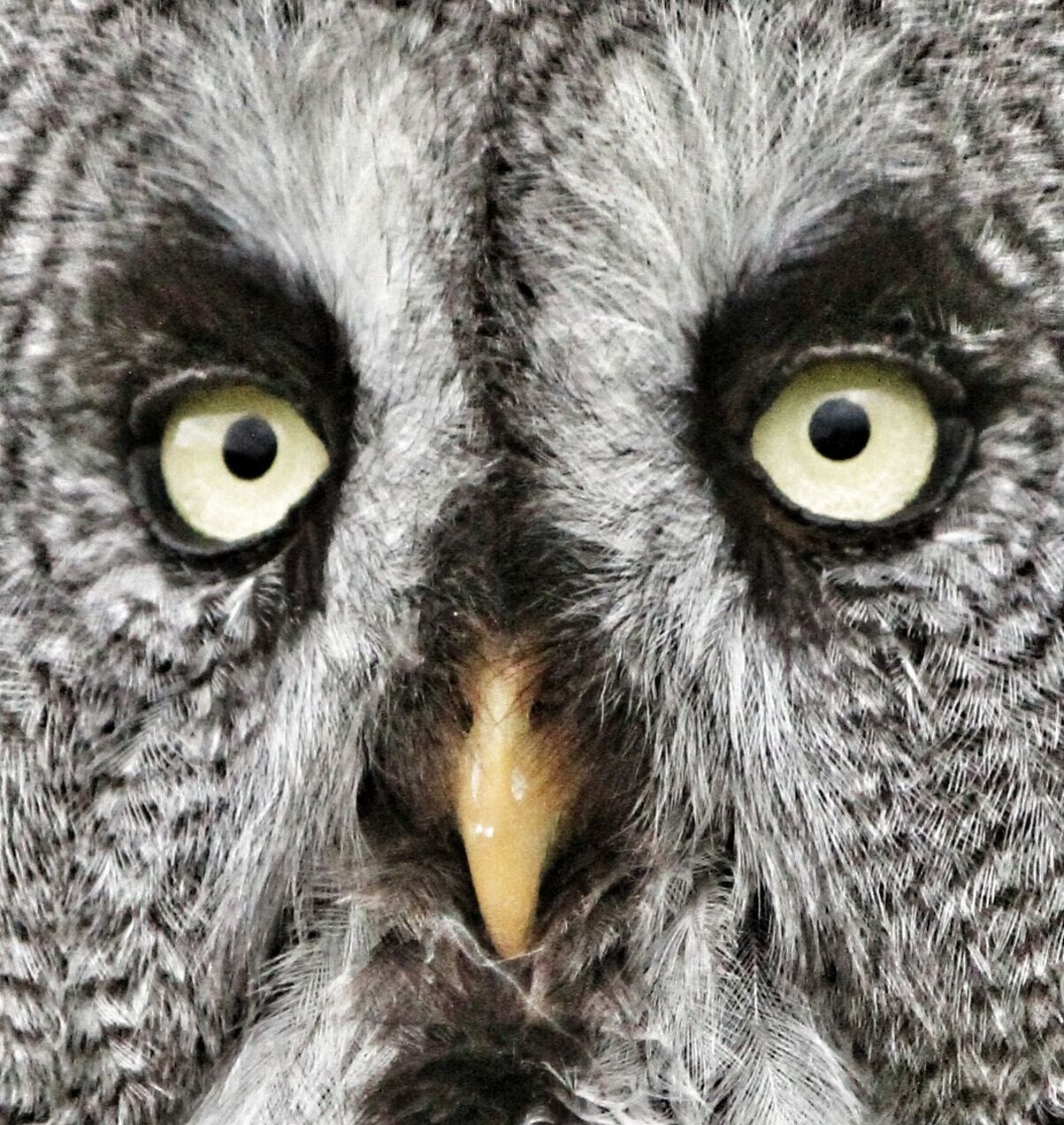PORTRAIT OF OWL OUTDOORS