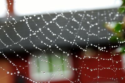 Close-up of spider web