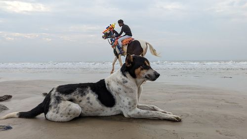 Rear view of dog on beach