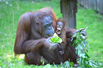 Orangutan feeding infant on field