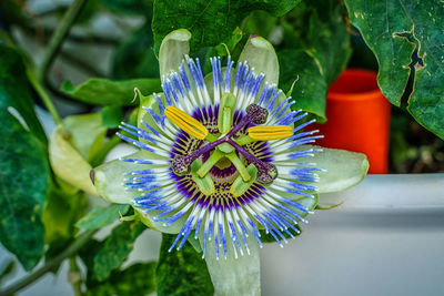 Close-up of purple flower in bloom