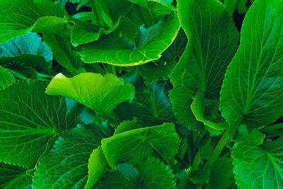 Full frame shot of leaves
