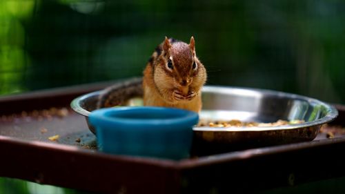 Close-up of a eating food