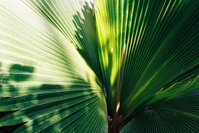 Close-up of palm tree leaves