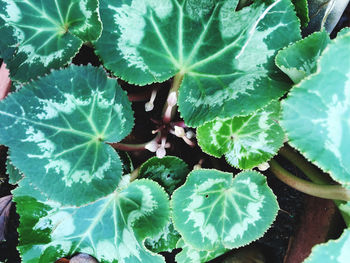 High angle view of vegetables on plant