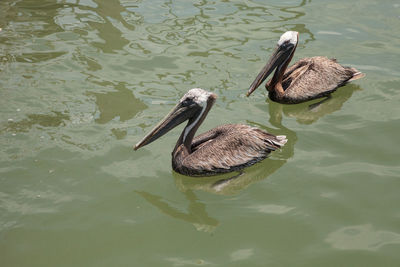 Florida brown pelican pelecanus occidentalis in a marina in caxambas island, naples, florida