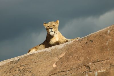 Low angle view of cat on rock against sky