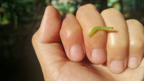 Cropped image of person holding leaf