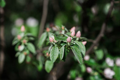 Close-up of flowering plant