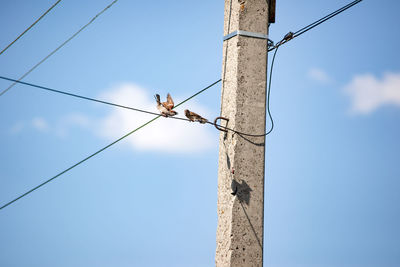 Low angle view of bird perching on pole against sky