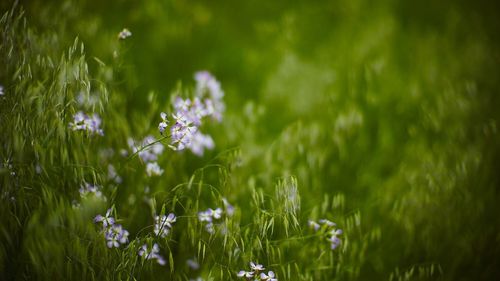 Purple flowers blooming in field