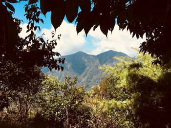 Scenic view of trees and mountains against sky