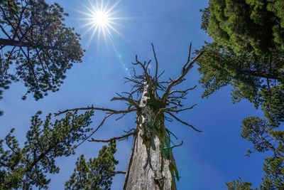 Low angle view of sunlight streaming through tree against sky