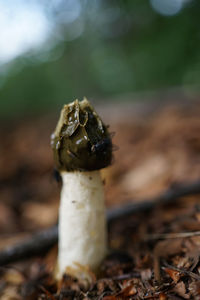 Close-up of mushroom growing on field