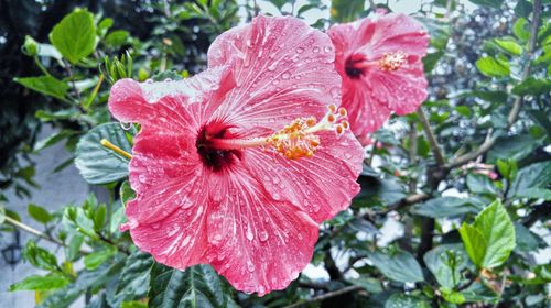 Close-up of pink flower