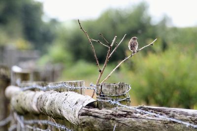 Close-up of lizard on wood