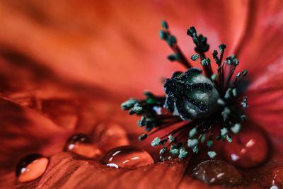 Close-up of red rose flower