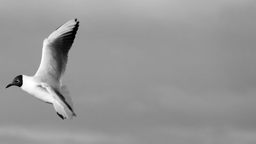 Low angle view of seagull flying against sky