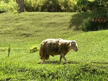 Sheep grazing on field