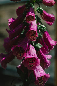 Close-up of wet pink flowering plant