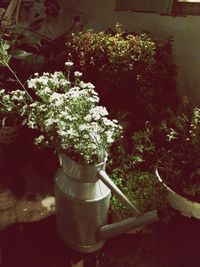 Potted plants on the wall