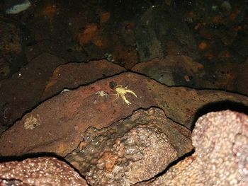 Close-up of turtle in water at night