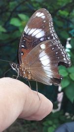 Close-up of butterfly on hand