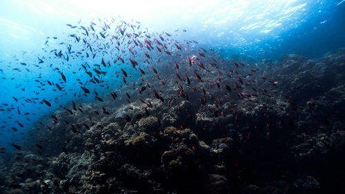 Anthias fish at pulong bato