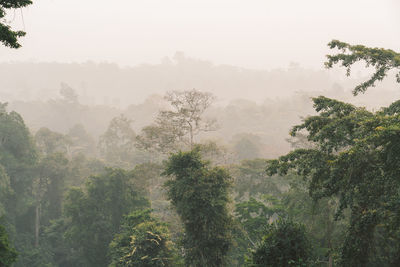Trees in forest against sky